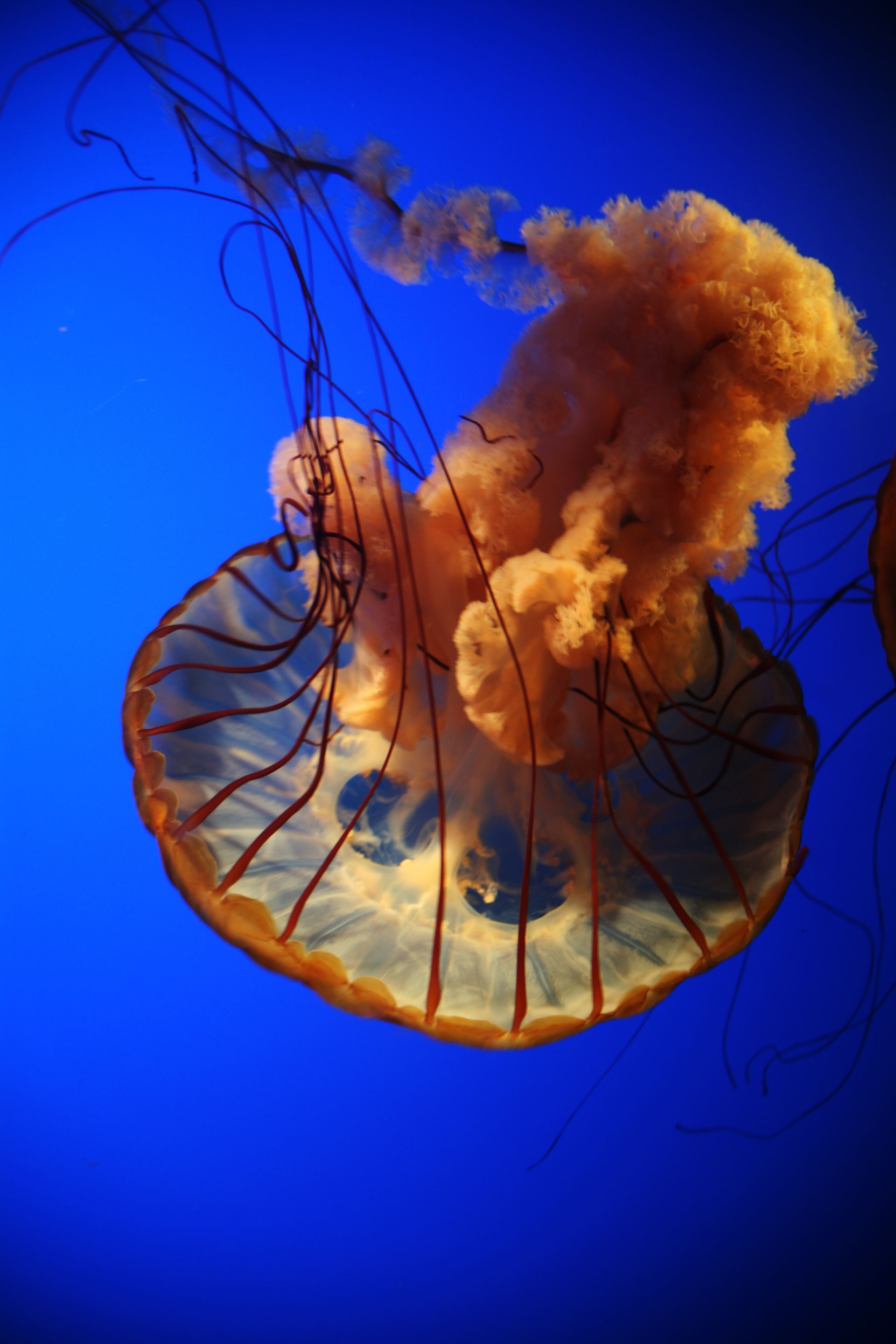 Translucent jellyfish with orange tentacles against a vivid blue background