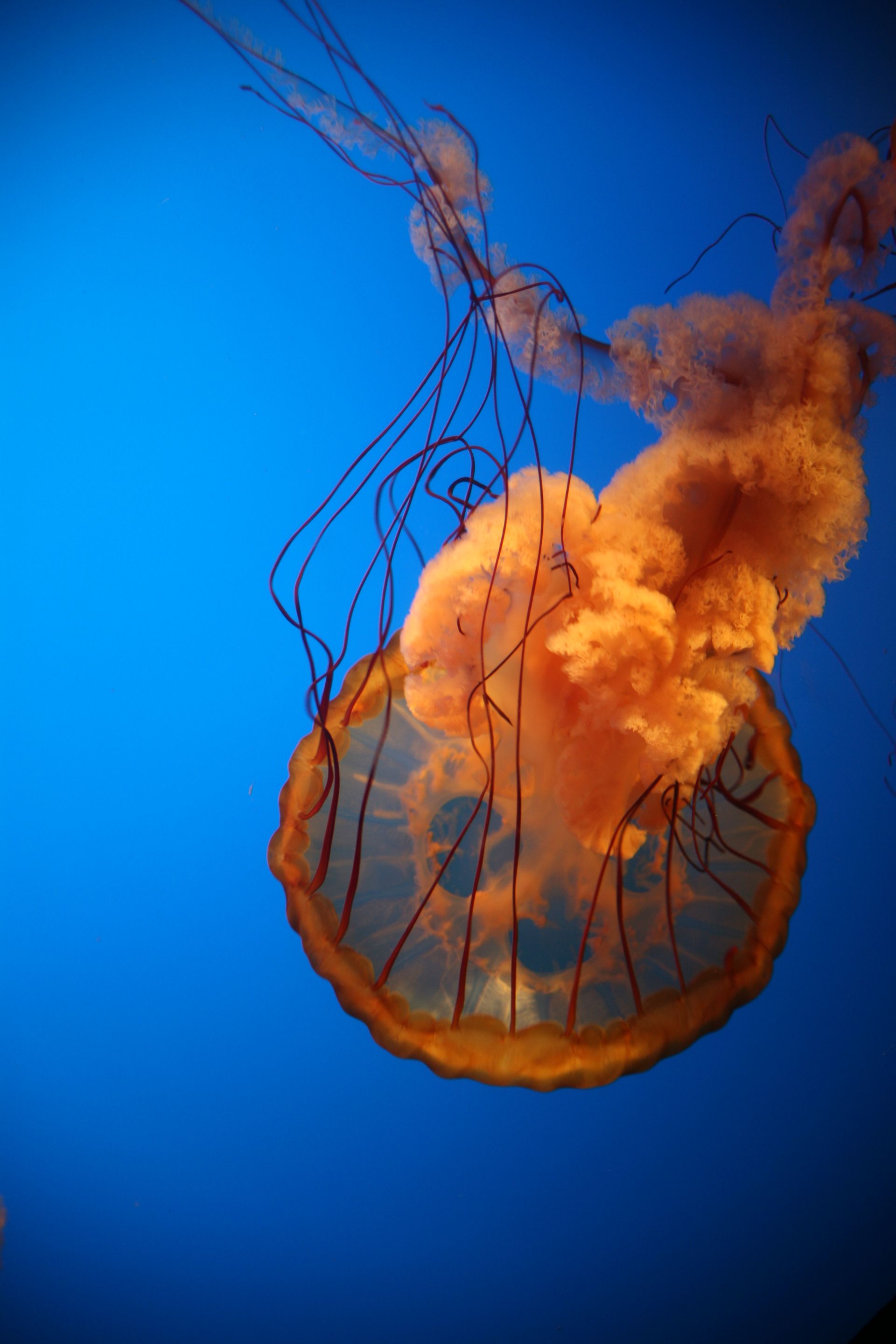 Orange jellyfish with long tentacles floating against a bright blue background