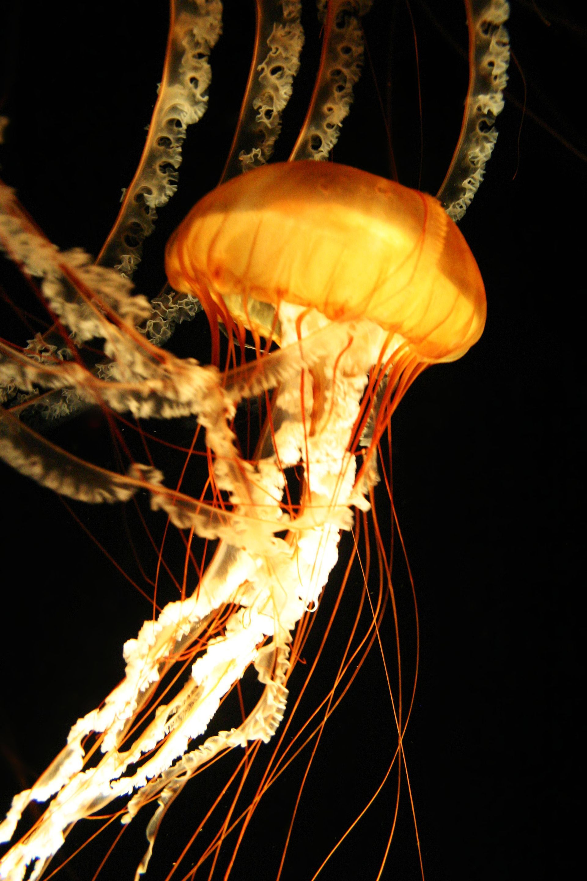 Orange jellyfish with long tentacles swimming against a dark background