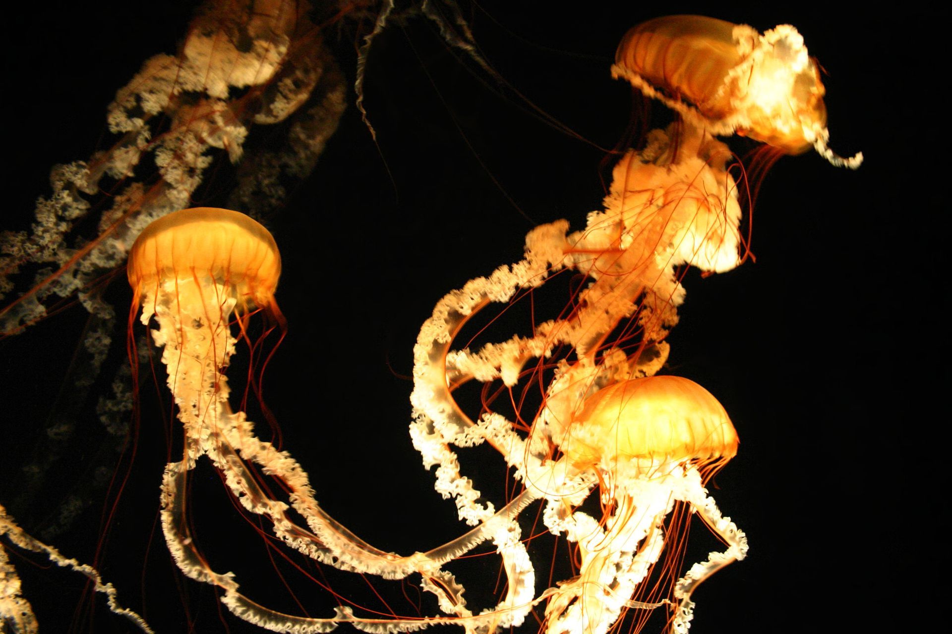 Glowing orange jellyfish drifting in dark water at night