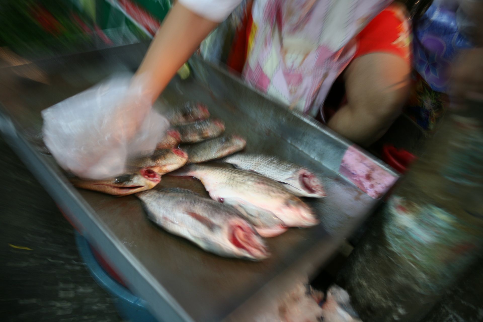 Fresh fish on a wet market stall as a vendor’s hand reaches in with a plastic bag
