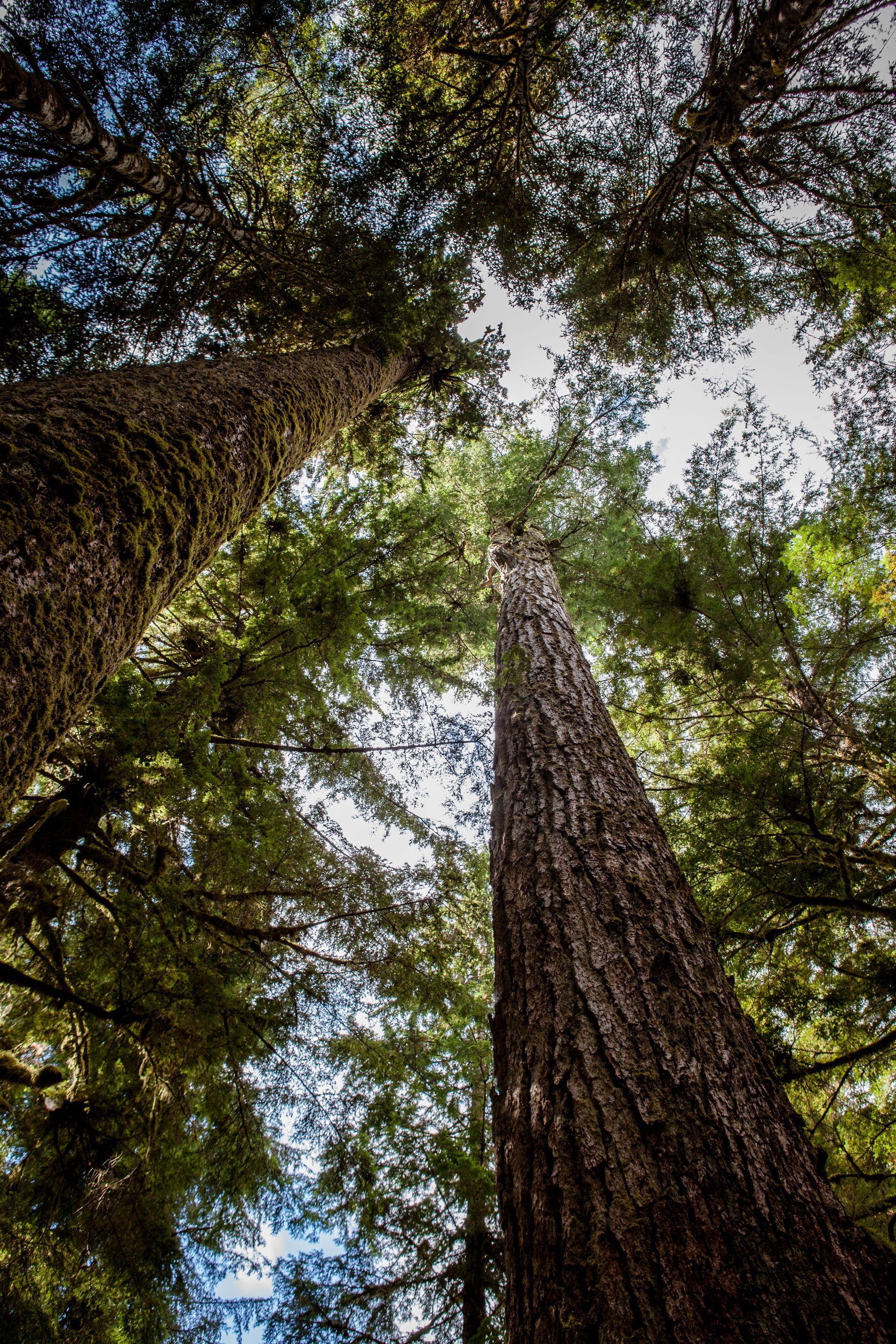 Looking up at tall trees with dense green leaves and patches of sky visible through the canopy