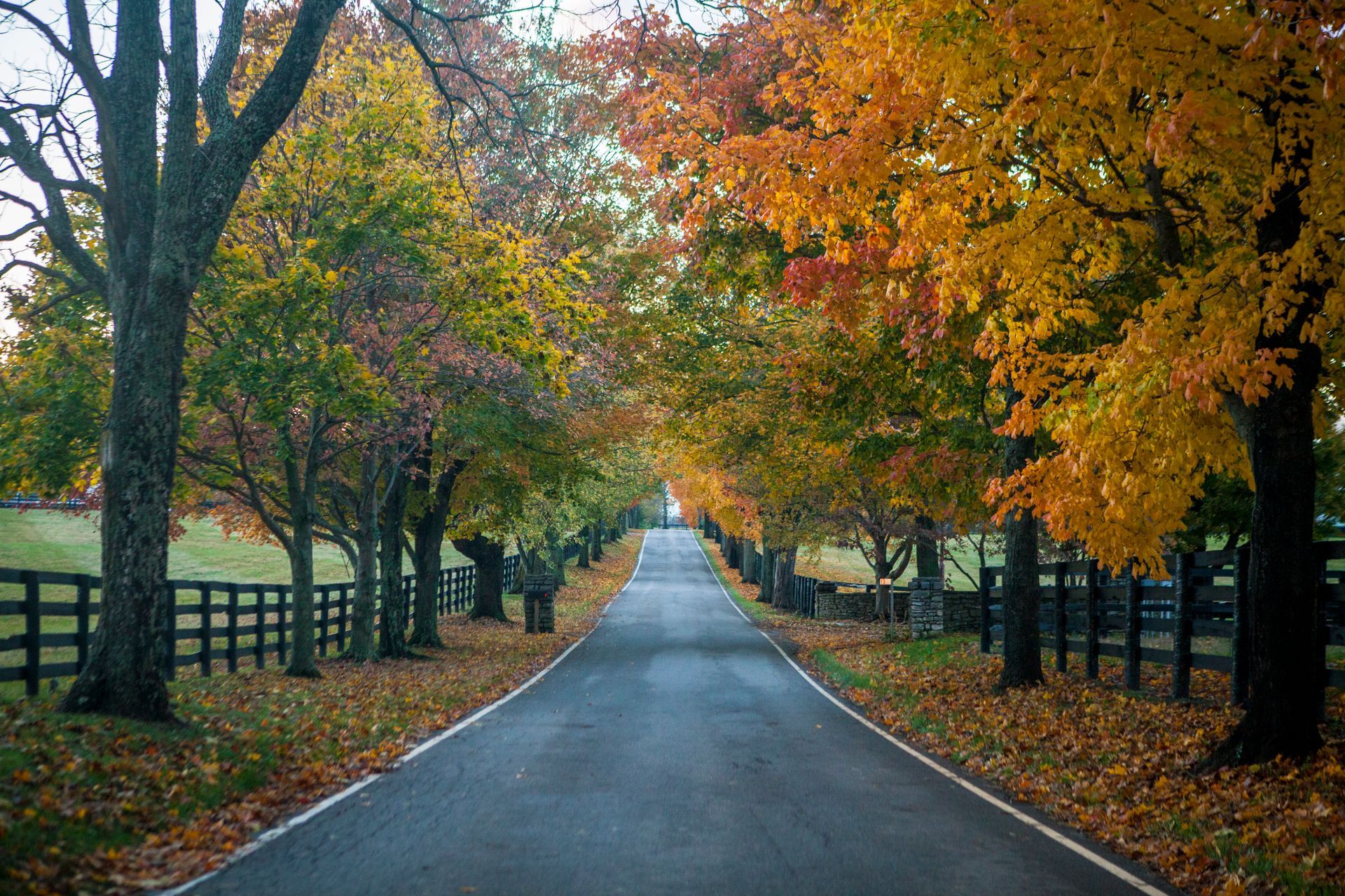 Tree-lined road with autumn foliage and a single lane stretching into the distance.