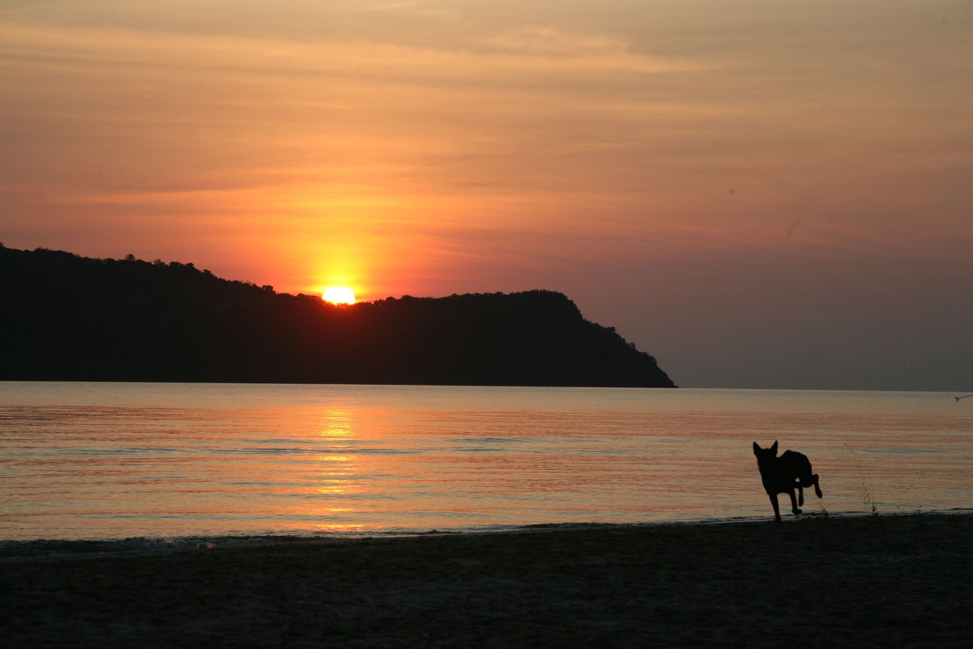 Sunset over calm water with a silhouetted dog on the shore