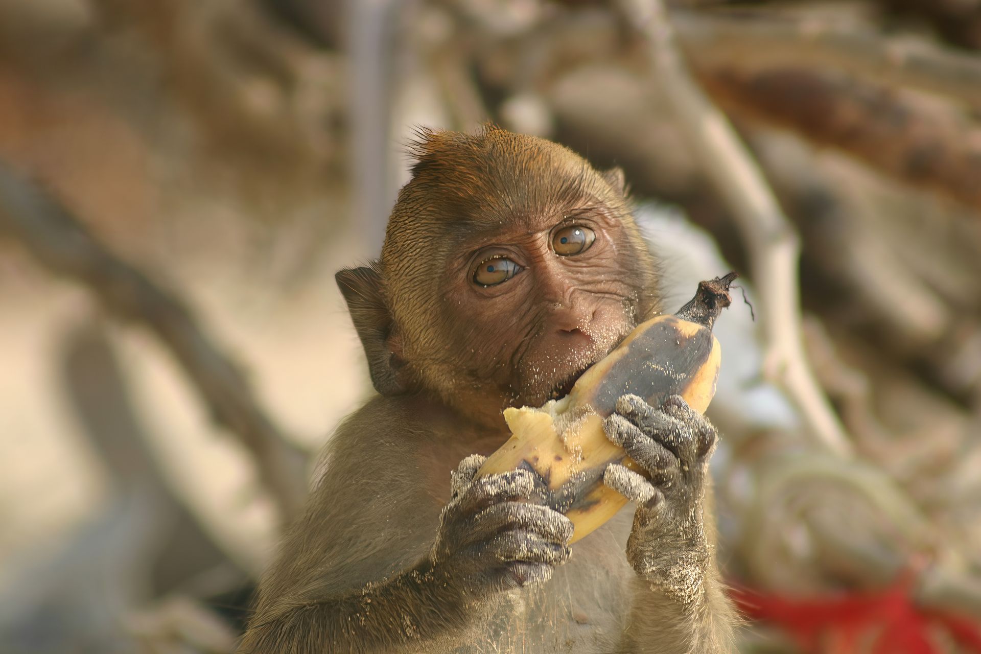 Monkey holding and eating a banana in a natural setting