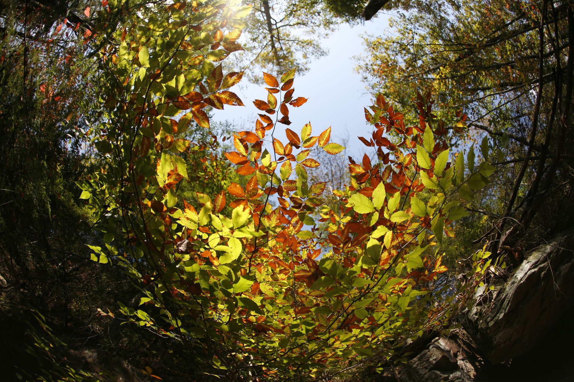 Autumn trees with bright orange and yellow leaves framing a patch of blue sky