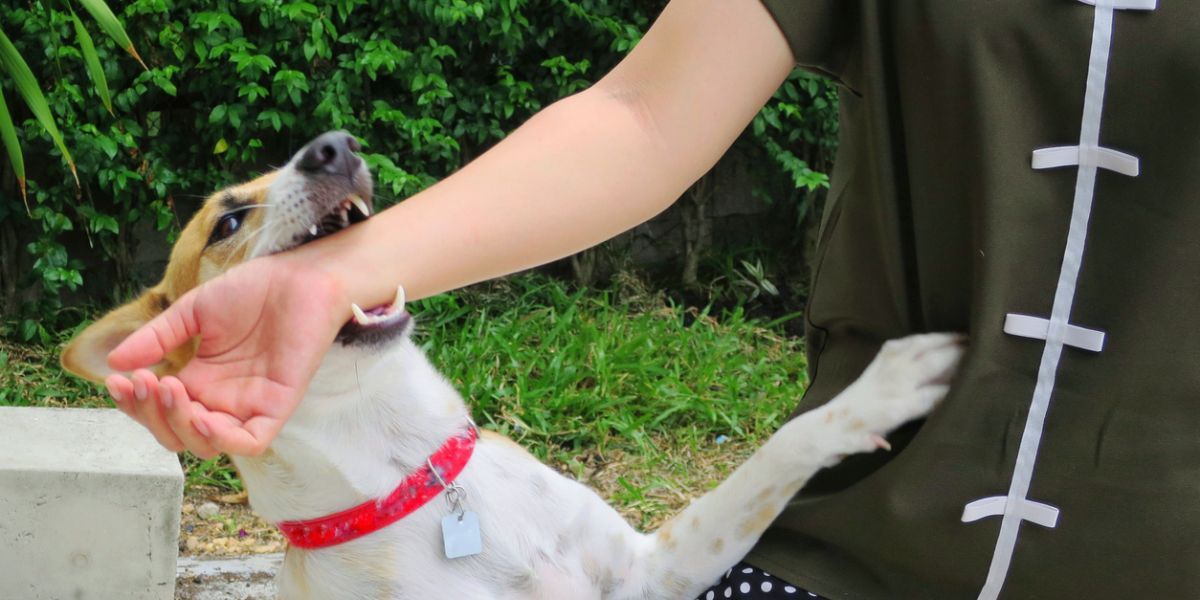getting bitten by a dog