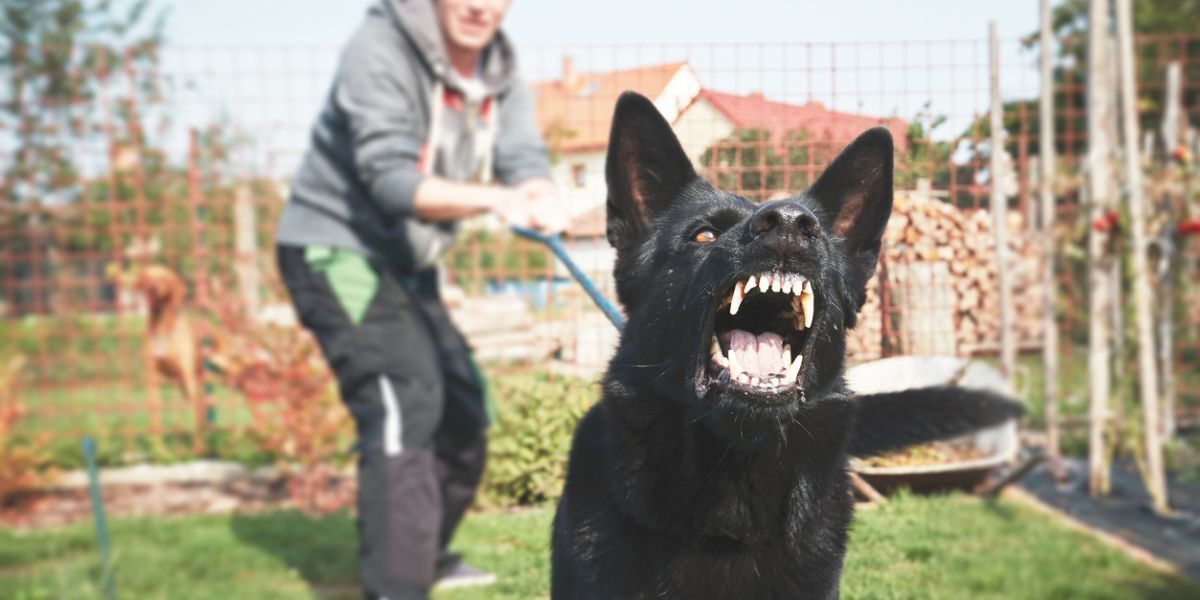 dog biting