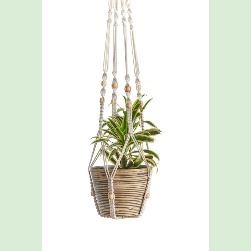 baby red emerald philodendron Philodendron Red Emerald – Mickey Hargitay Plants main image 0