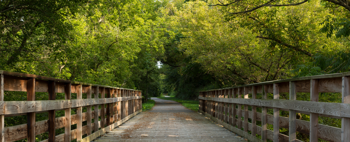 A wooden bridge in the middle of a forest