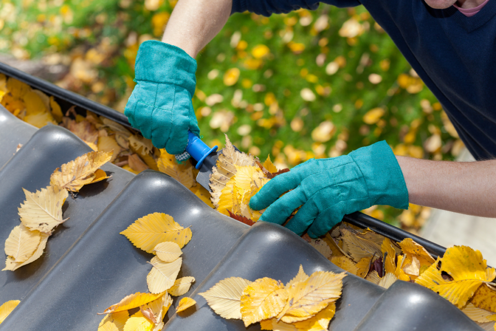 A man wearing blue gloves is cleaning a gutter of leaves