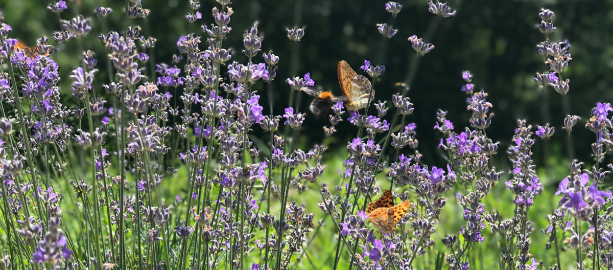 A butterfly is flying over a field of purple flowers
