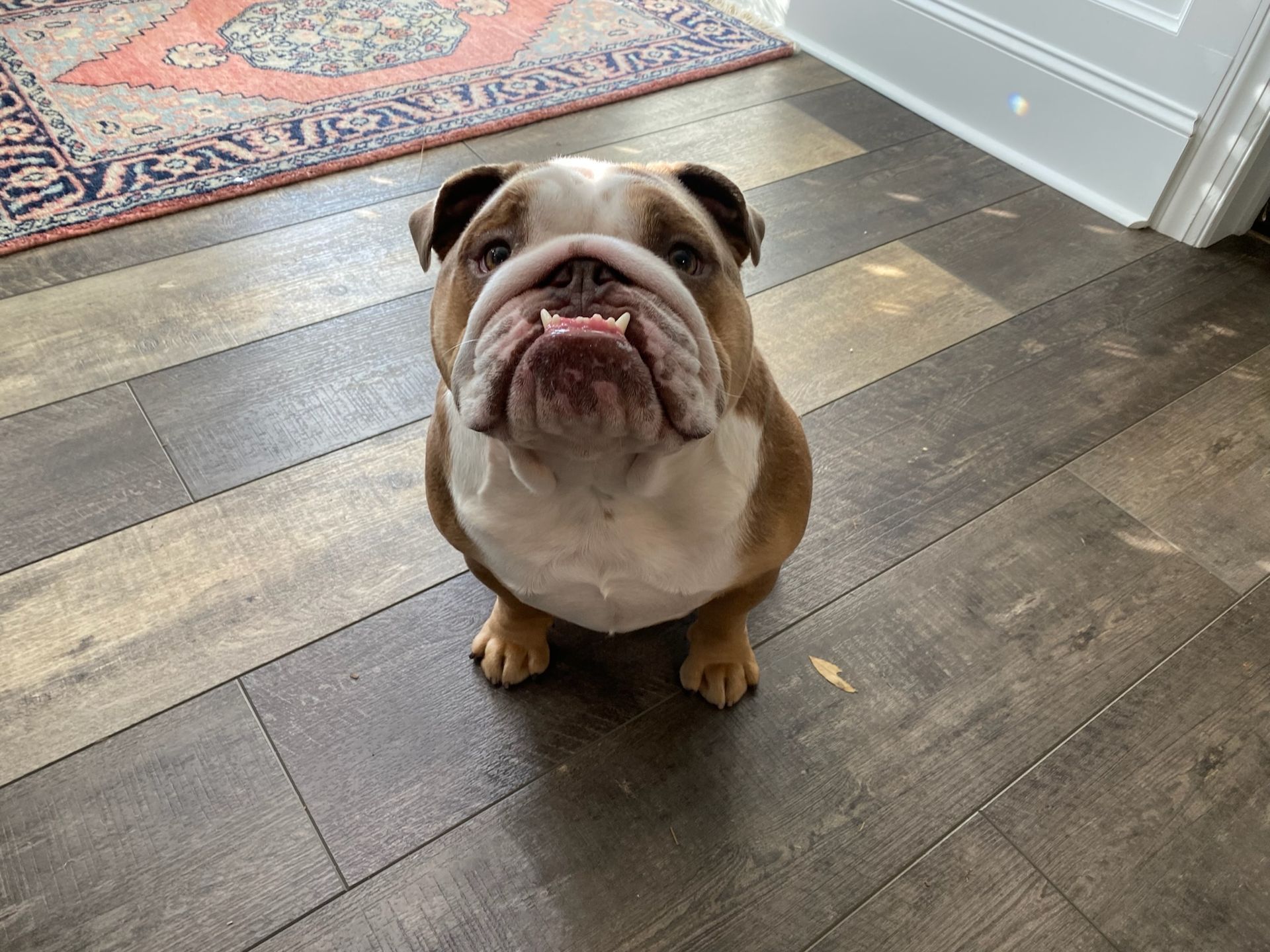 Bulldog sitting on a wooden floor, looking up with a wrinkled face and pink tongue out.