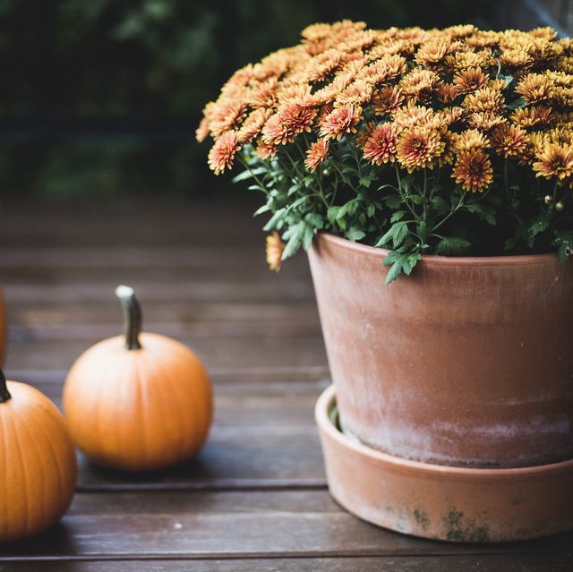 A pot of flowers sits on a wooden table next to pumpkins
