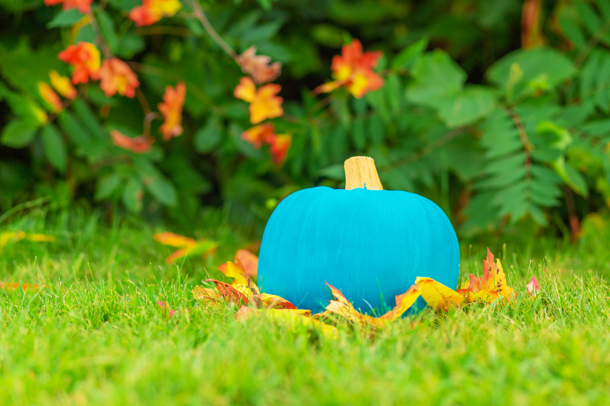 A blue pumpkin is sitting in the grass surrounded by leaves.