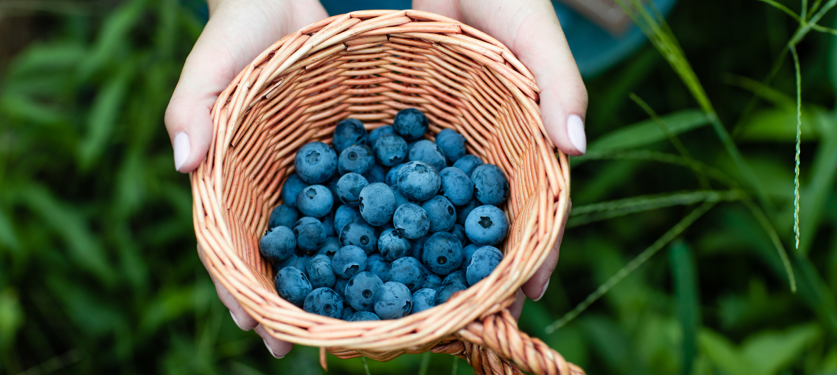 A person is holding a basket of blueberries in their hands.