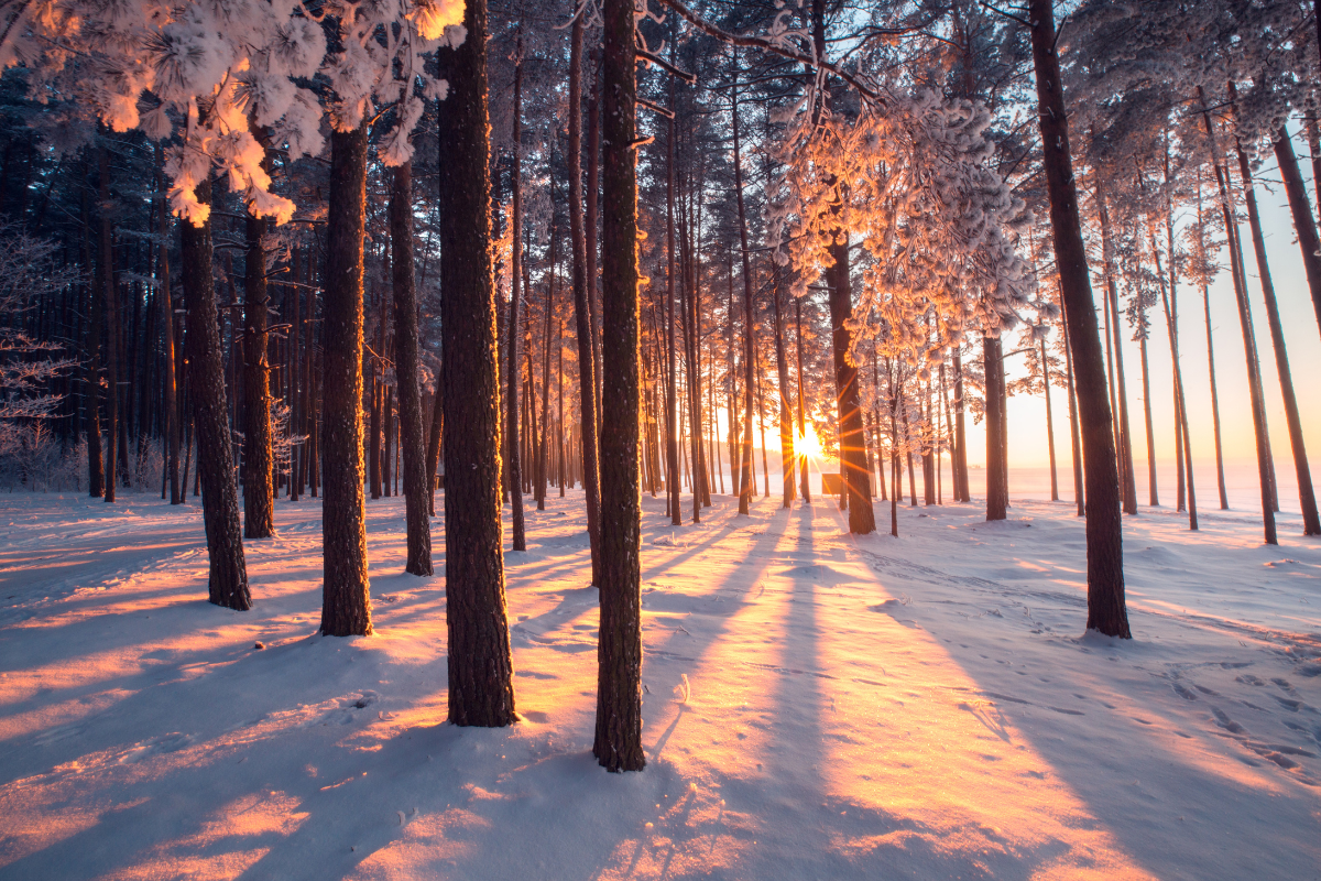A snowy forest with the sun shining through the trees