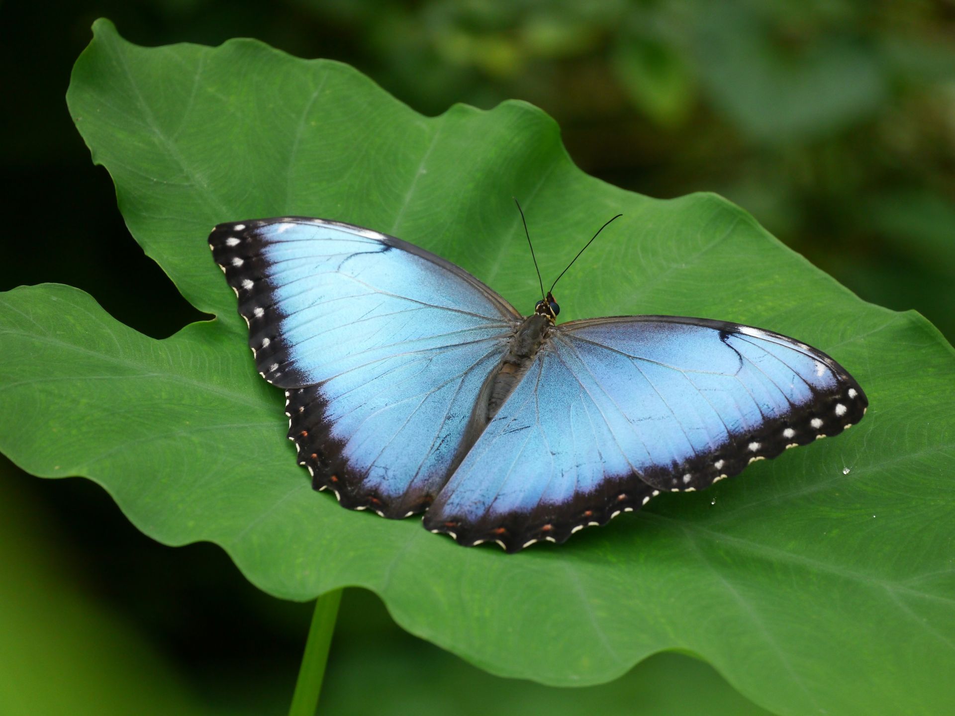 butterfly