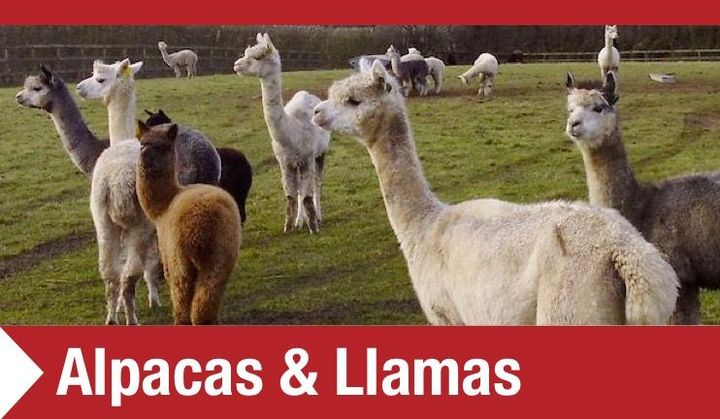 Alpacas & Llamas Alpaca and Llama Pens MW Engineering & Fabrication Ltd