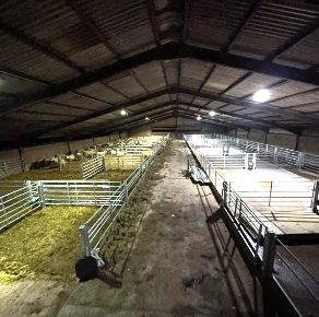 Bespoke Sheep System produced to client requirements by MW Engineering and Fabrication