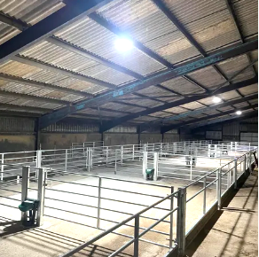 Cattle System produced by MW Engineering and Fabrication in Scotland