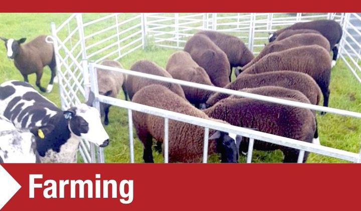 Farming Farming Sheep and Cattle Pens, Gates and Feeders MW Engineering & Fabrication Ltd
