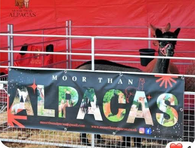 Alpaca pens Alpaca Pens for Moor Than Alpacas