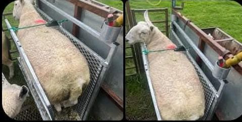 Sheep gripper Sheep gripper for dosing and tailing
