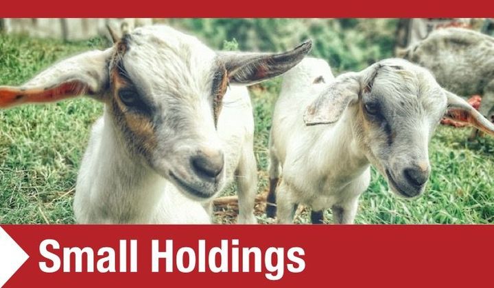 Cattle Smallholdings Equipment including Goat Pens and Feeders MW Engineering & Fabrication Ltd