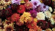 Close-up of vibrant chrysanthemums in various colors: red, orange, yellow, pink, and burgundy.