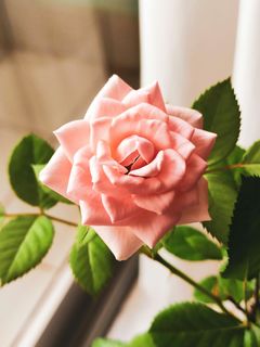 Pink rose bloom with green leaves against a light background.