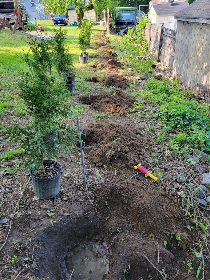 Arborvitae Green Giant Trees planted by Farmer Clark's Western MA