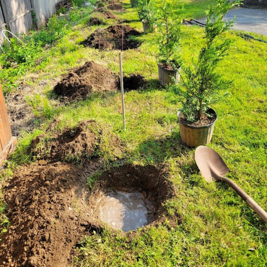 Arborvitae Green Giant Trees planted by Farmer Clark's Western MA