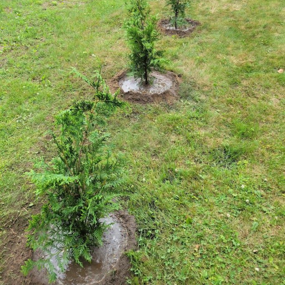 Arborvitae Green Giant Trees planted by Farmer Clark's Western MA