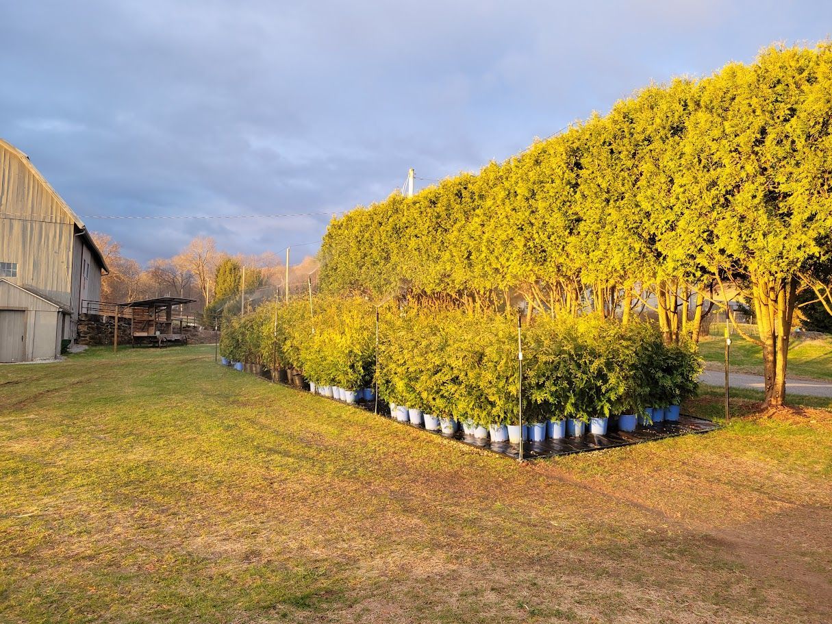 Arborvitae Trees for Sale