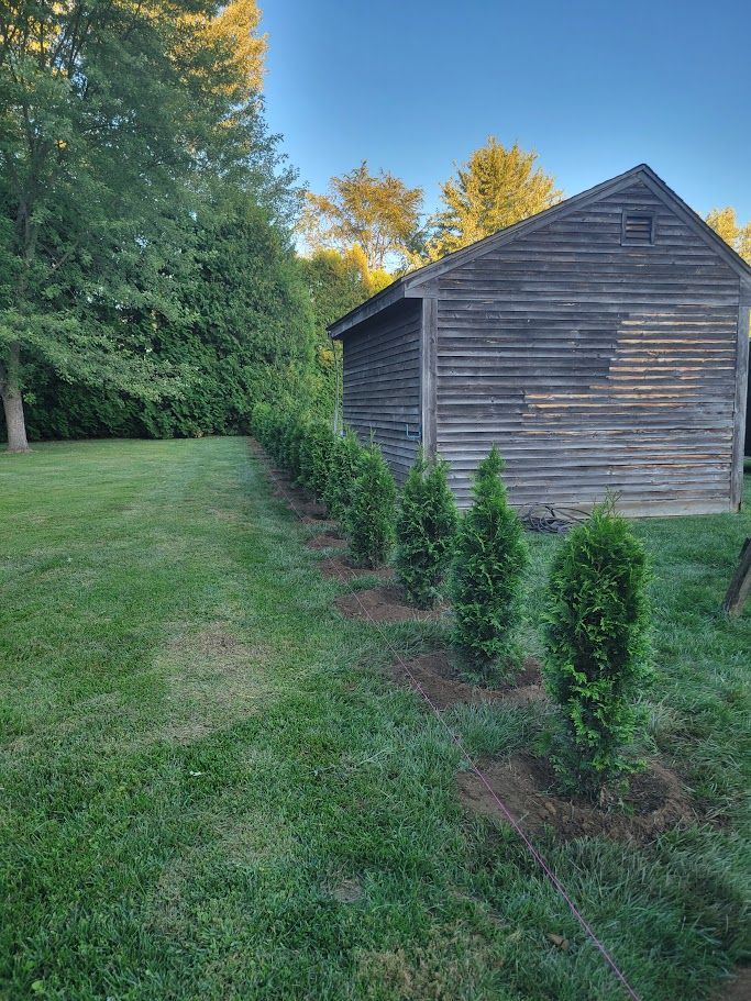Junior Giant Arborvitaes