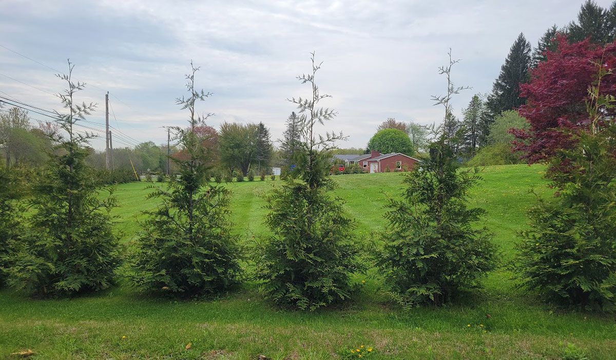 Green Giant Arborvitaes