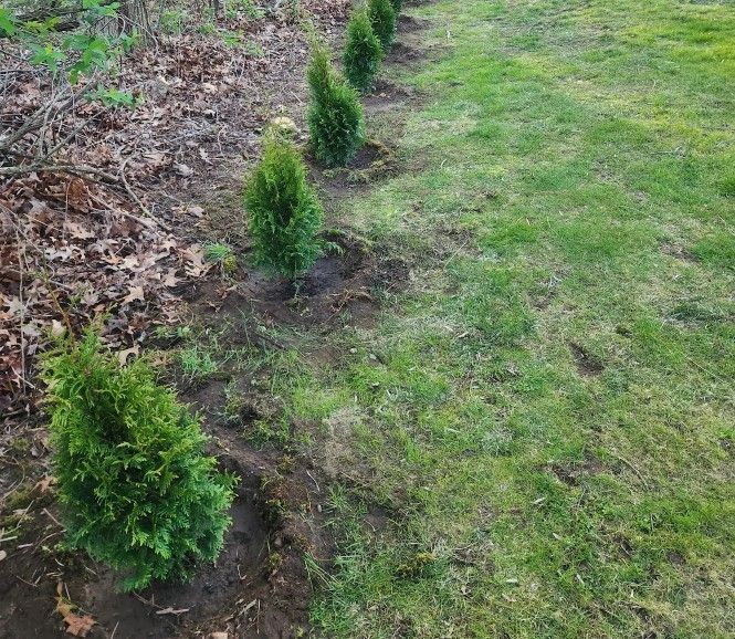 Green Giant arborvitae trees 