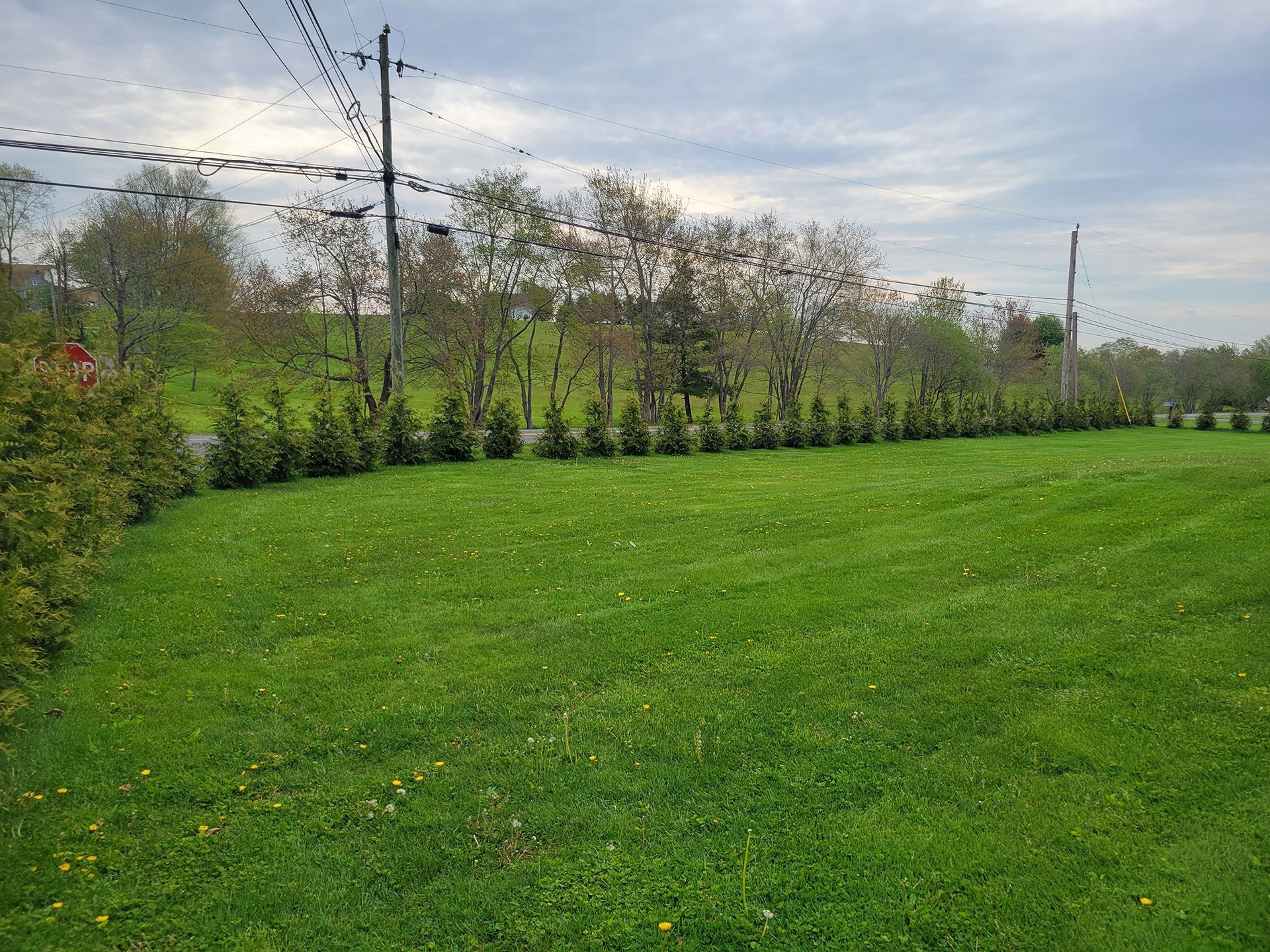 Farmer Clark's Green Giant Arborvitaes
