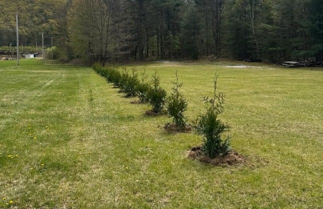 Green Giant arborvitae trees 