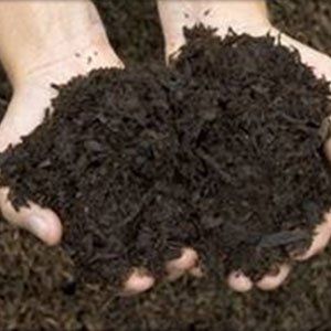 Hands cupping a pile of dark brown, shredded mulch.