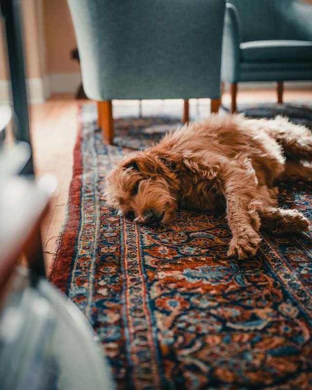 pet odor removal from rug, stain removing