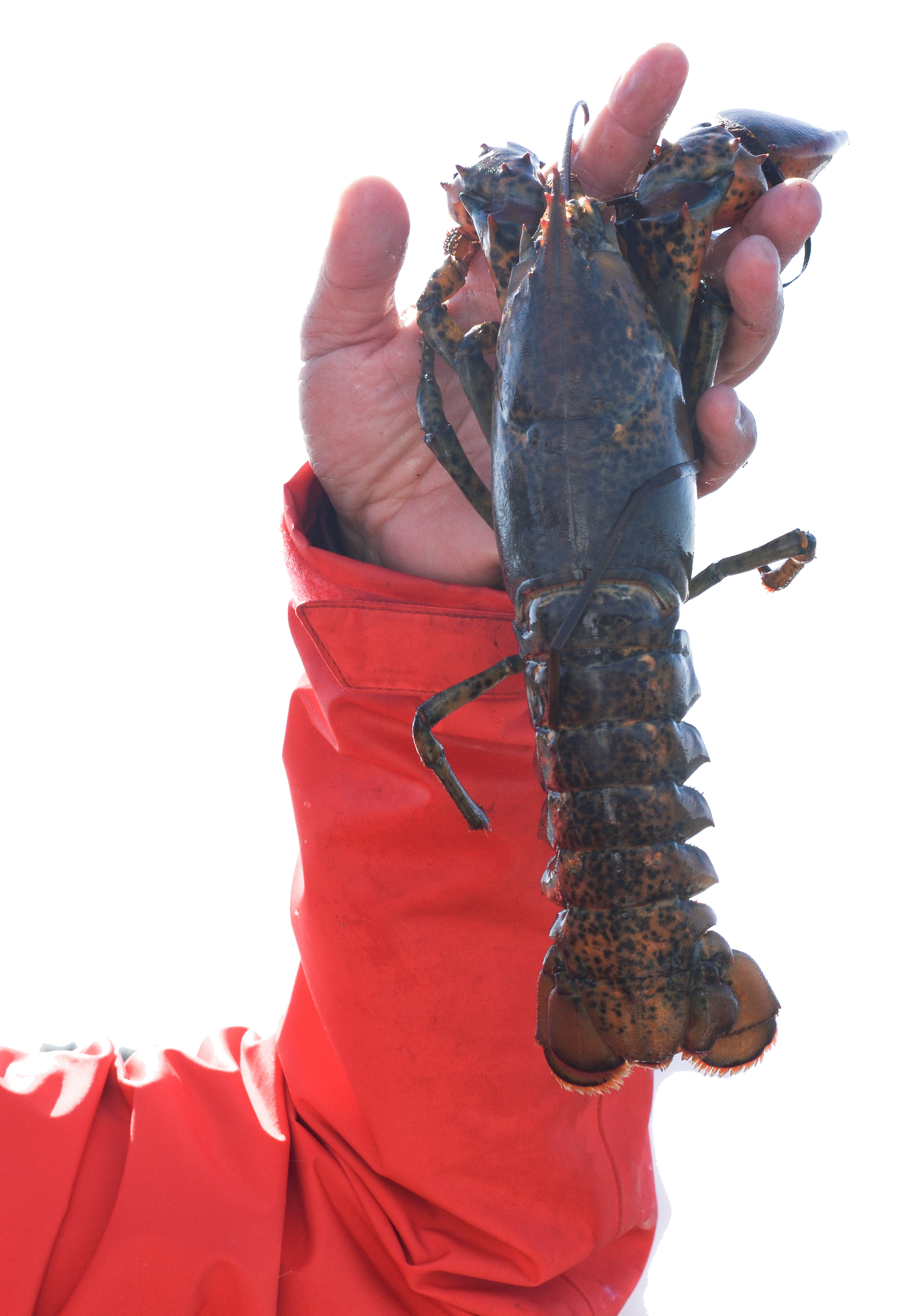 Person holding a large lobster by a red sleeve against a light background