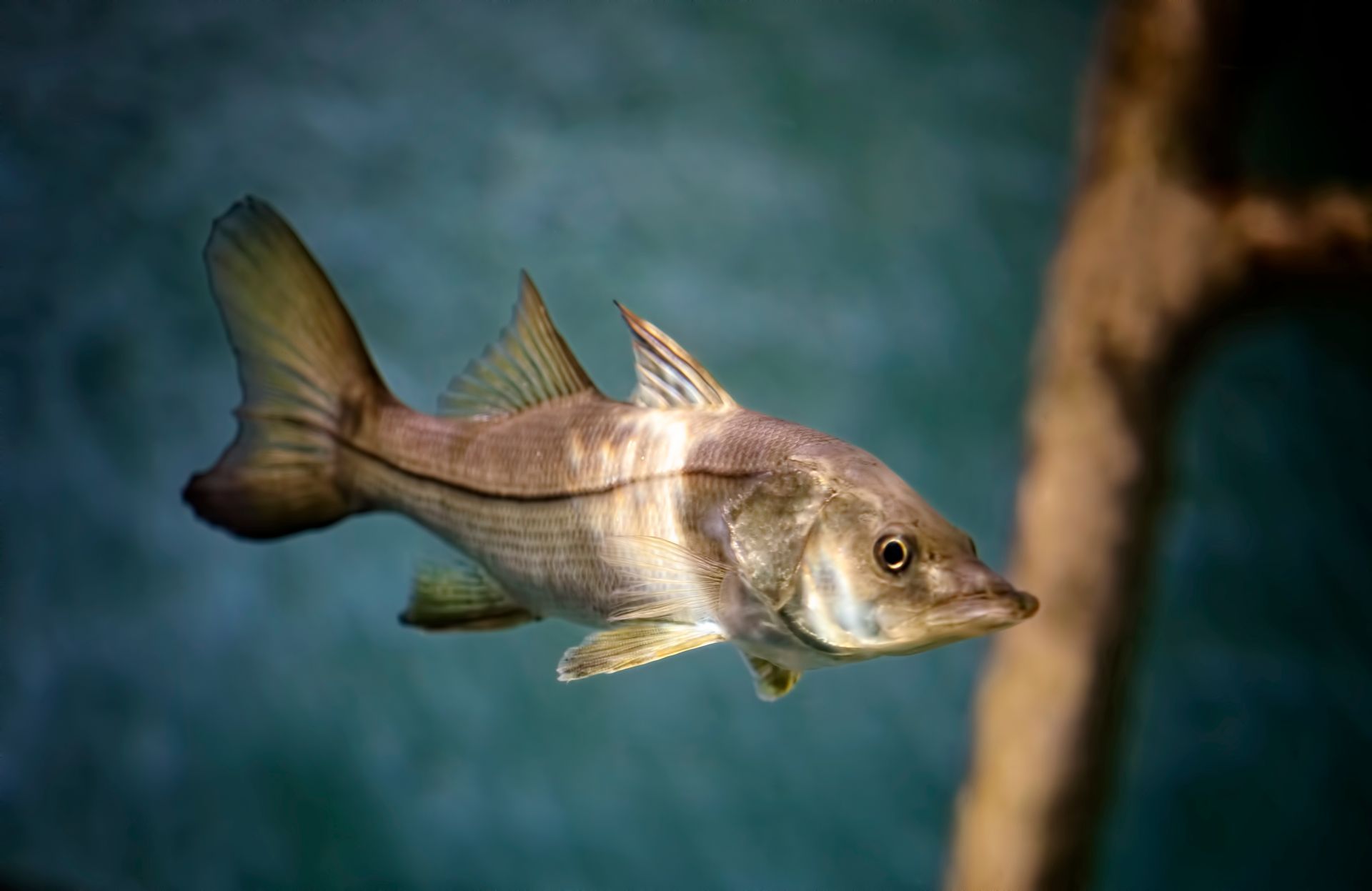 Silver fish swimming in blue water near a branch