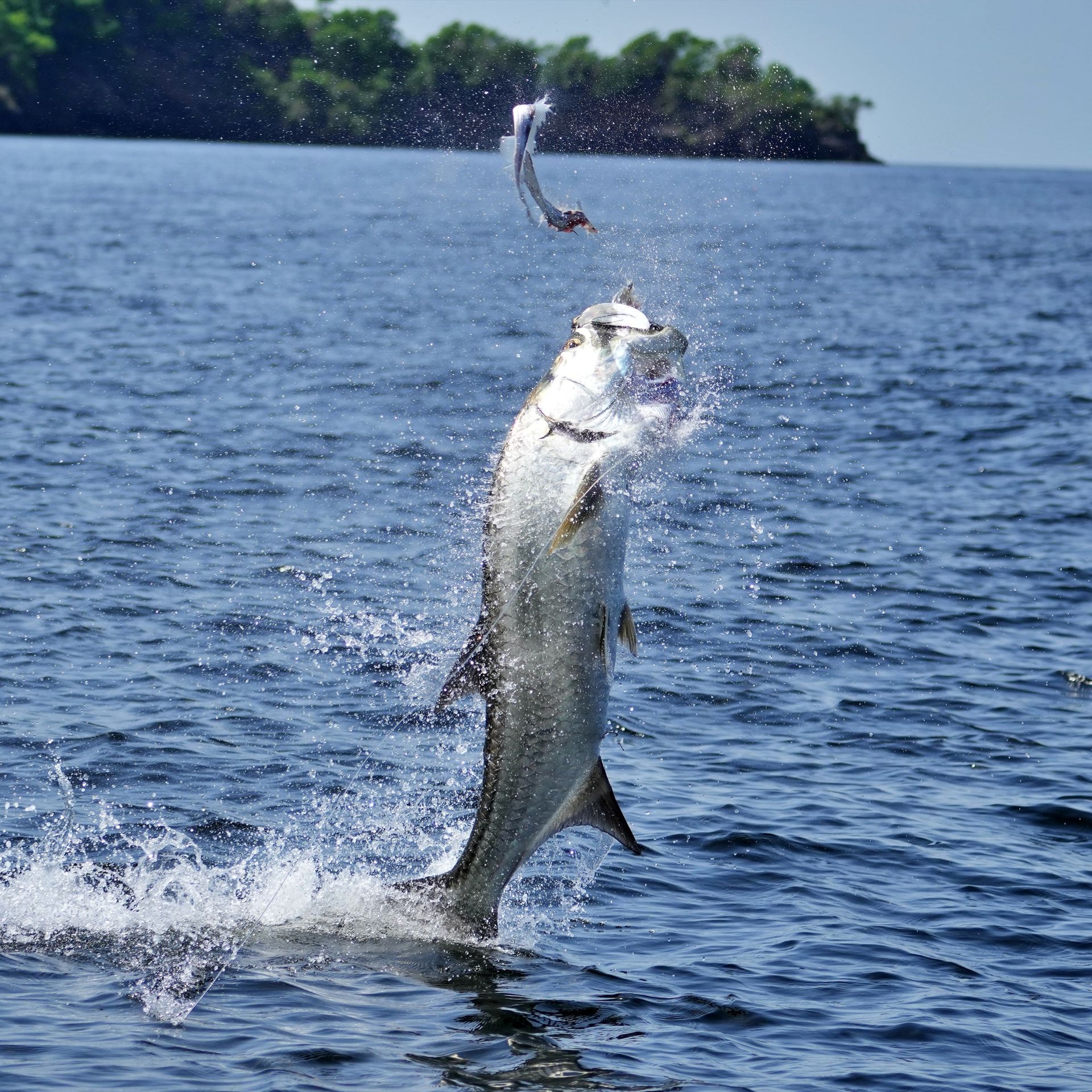 Silver fish leaping from blue ocean, splashing near a rocky shoreline under a clear sky