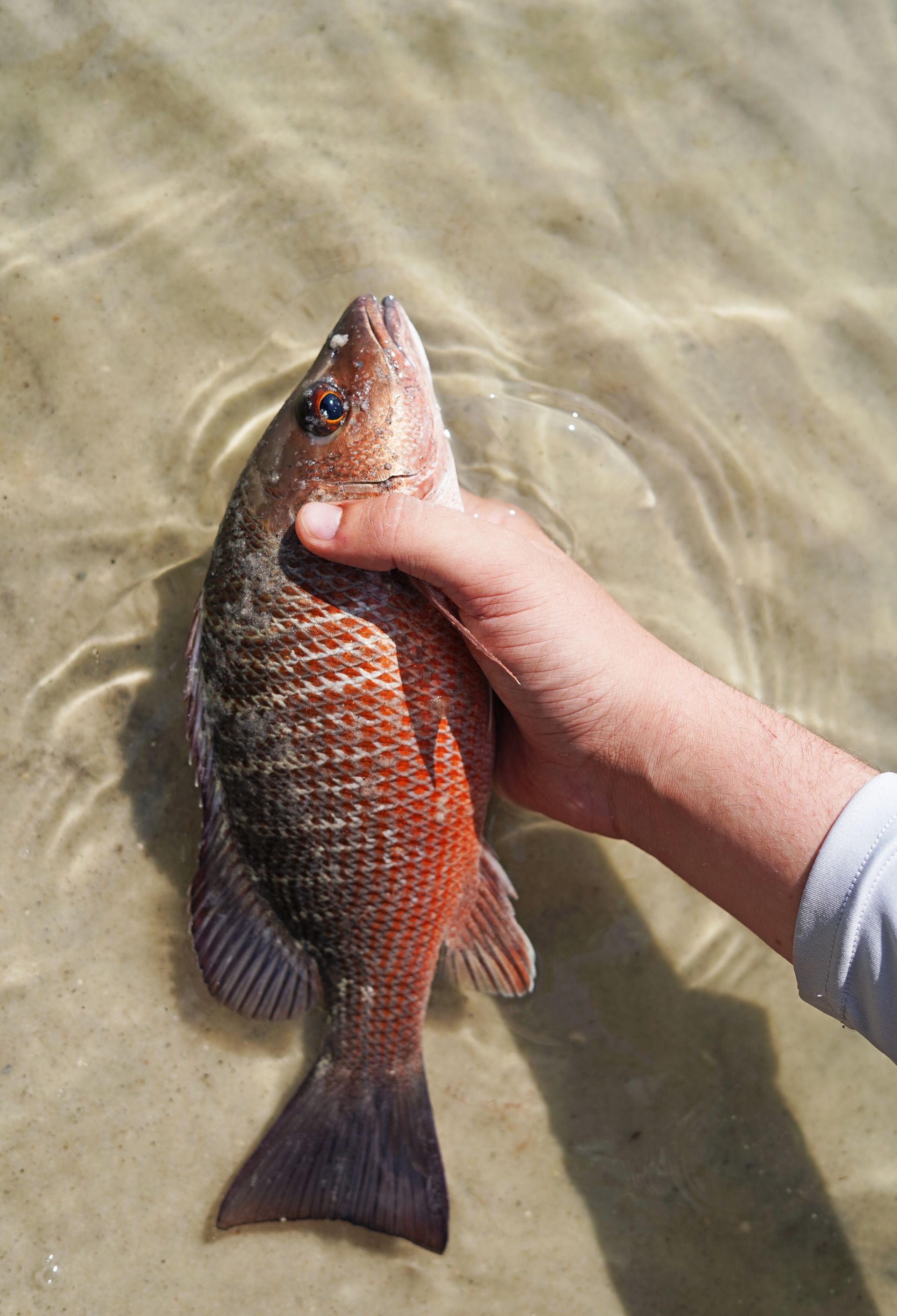 Hand holding a reddish fish above shallow water