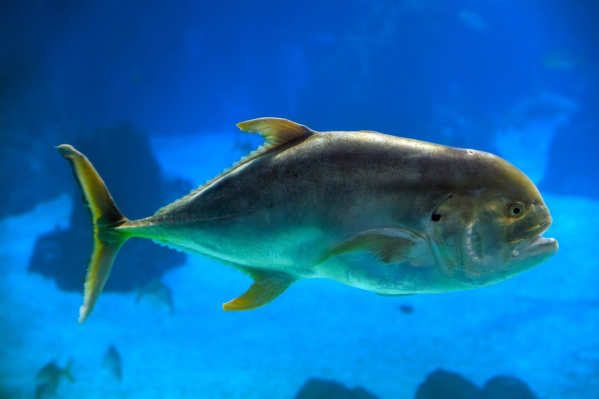 Silver fish swimming in blue water, with yellow tail and fins