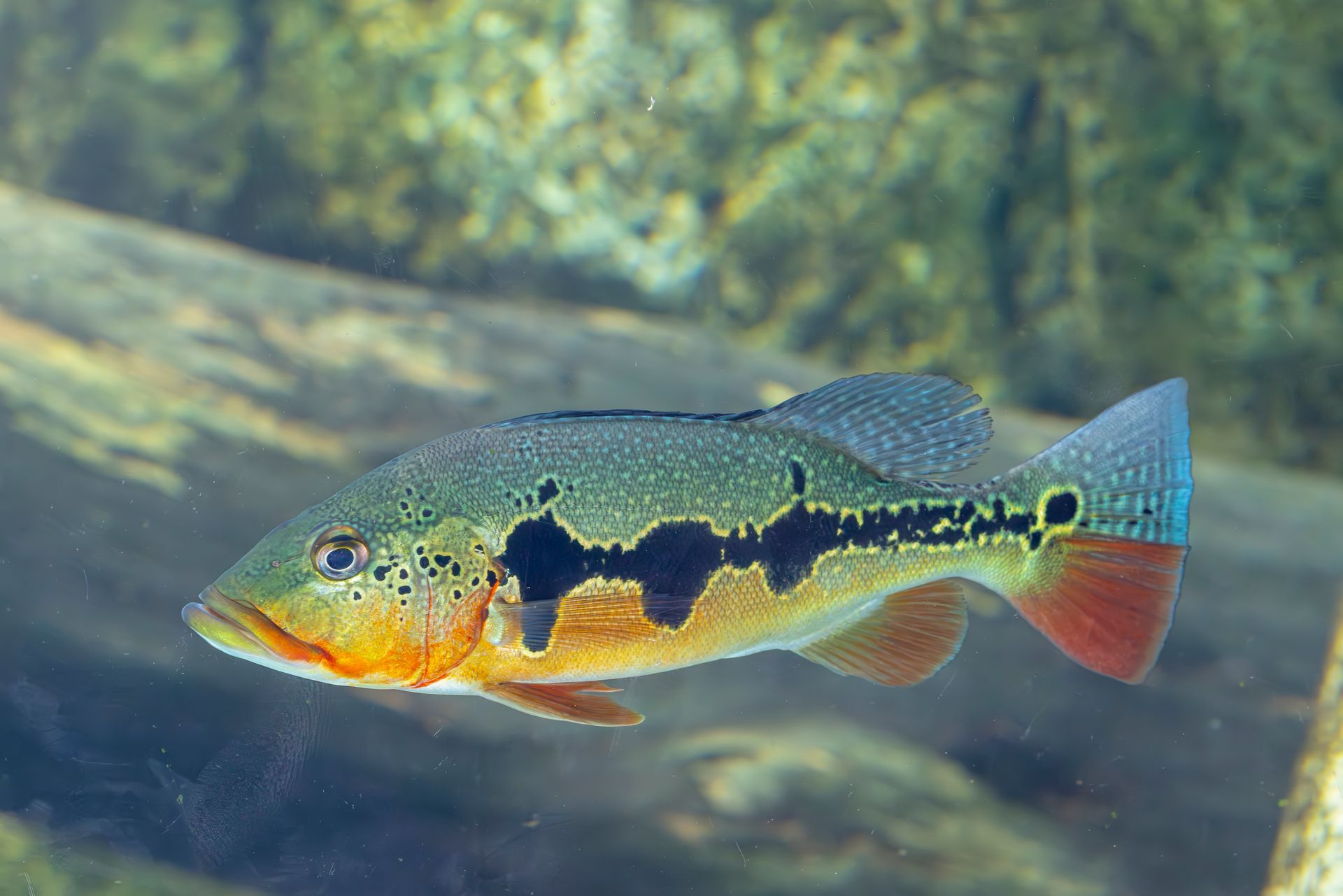 Colorful fish with orange face and blue-gray body swimming in an aquarium