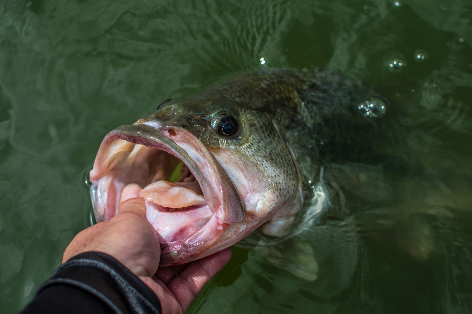 Hand holding a largemouth bass in green water, mouth open wide