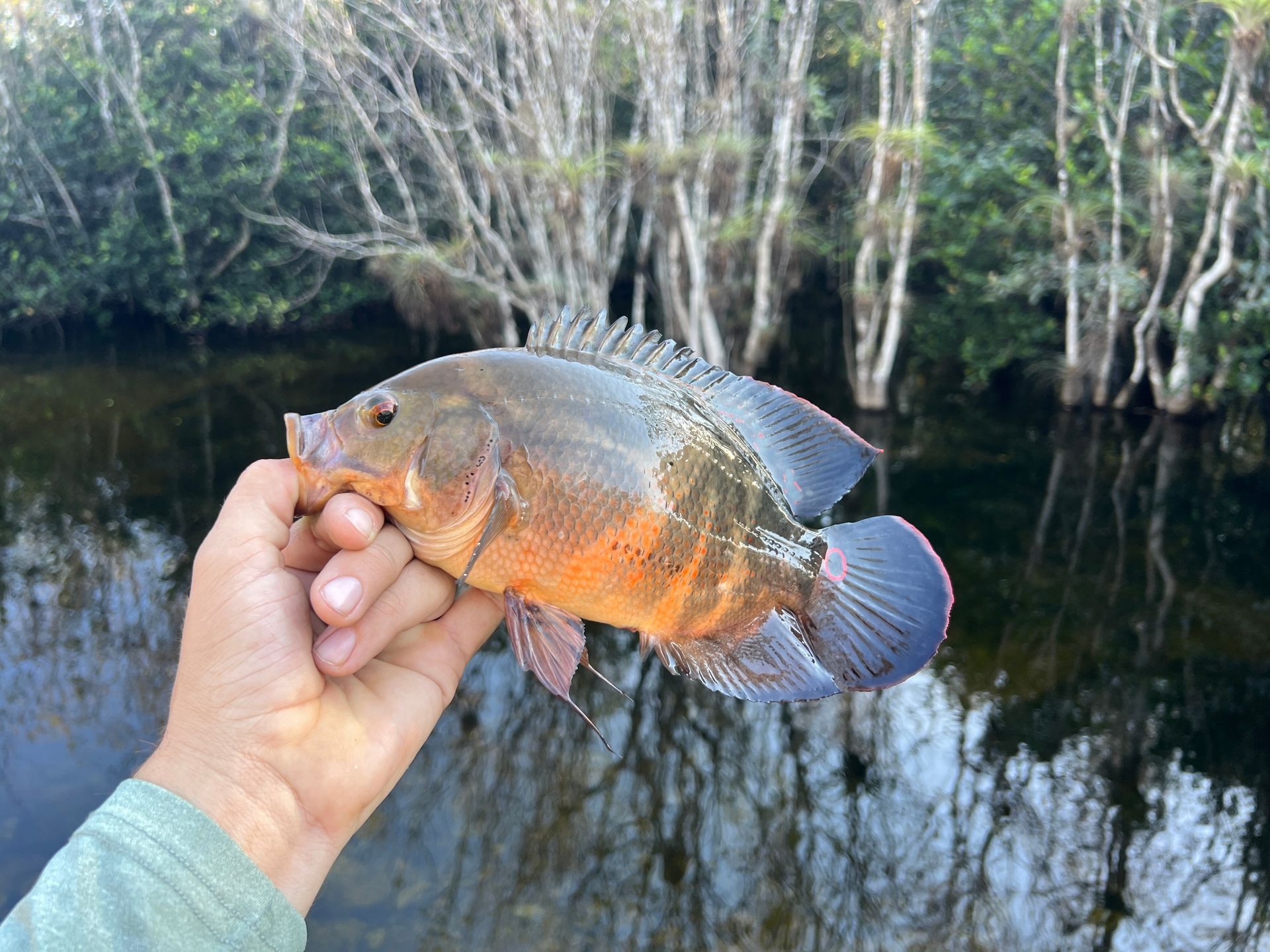 Hand holding a colorful fish above dark water with trees reflected in the background